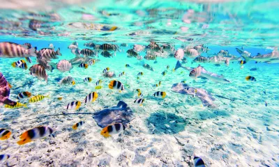 Tahaa