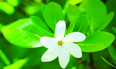 Raiatea