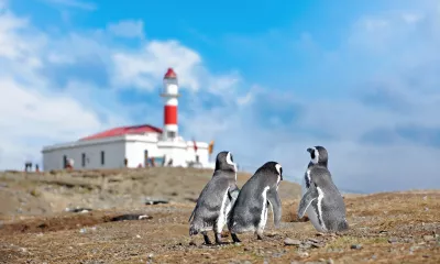 Ventus Australis - Île Magdalena - Punta Arenas - Puerto Natales 