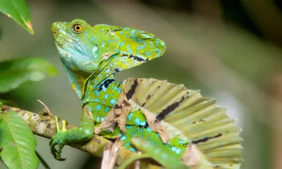 Parc et village de Tortuguero