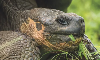  Quito / Île Santa Cruz (Galápagos)