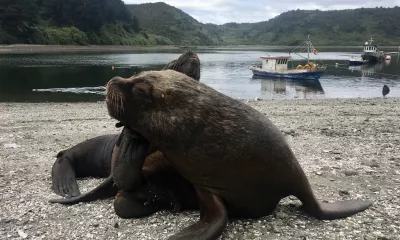 Puerto Montt* (Chili) 08h00-18h00