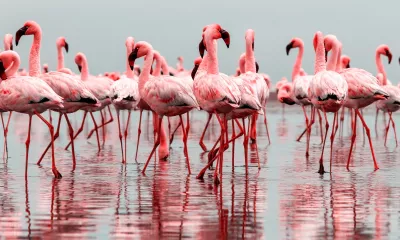 De l'Atlantique (Walvys bay) au désert (Namib-Naukluft)