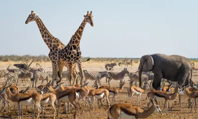 Parc national d’Etosha (Namibie)