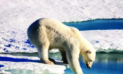 Terre du Nord Est et île Blanche, Cap au nord et à l’Est