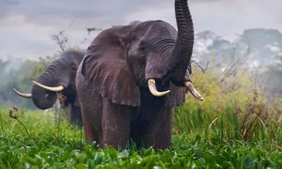 Parc national de Kibale / Parc National Queen Elisabeth