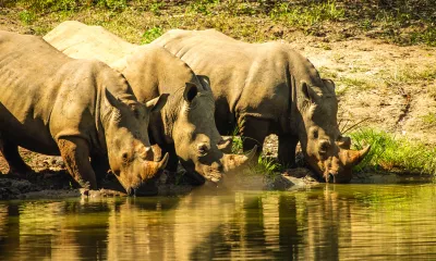 Entebbe / Parc national de Murchison Falls 