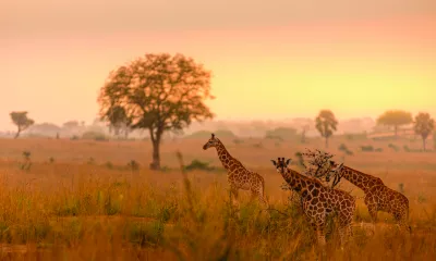 Parc national de Murchison Falls