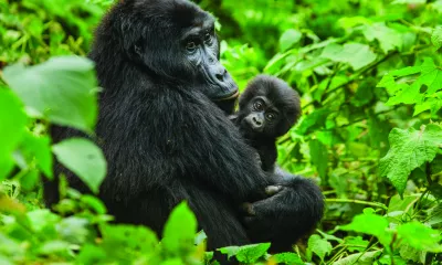 Parc National de Bwindi