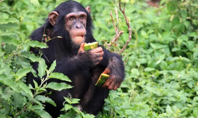 Hoima / Parc national de Kibale