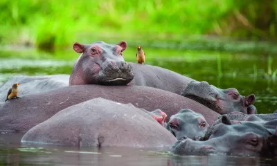 Parc National de Queen Elisabeth / Parc national de Bwindi