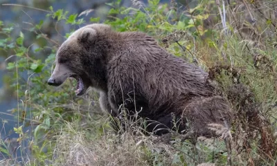  Kodiak - Alaska/Etats-Unis