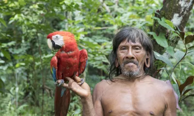 Perroquets des falaises d'argiles et communauté amazoniennes 