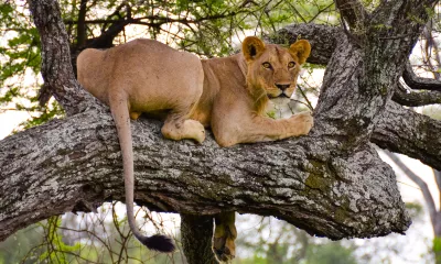  Tarangire / Bashay ( 135 km) 