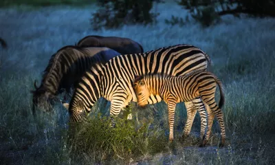  Serengeti / Grumeti