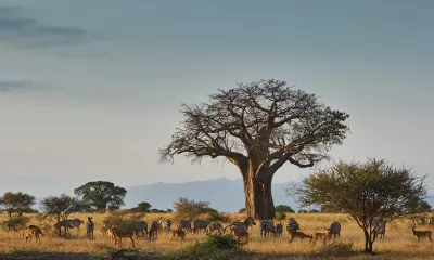   Parc national de Tarangire