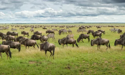  Serengeti / Mara