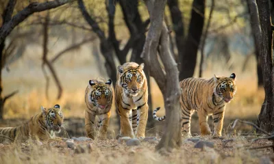 Ranthambore - Fatehpur Sikri