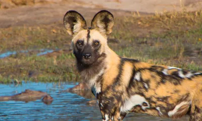 Parc national de Hwange (Zimbabwe)