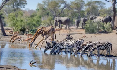 Safari dans le parc national Kruger et nuit au lodge  (Afrique du Sud)