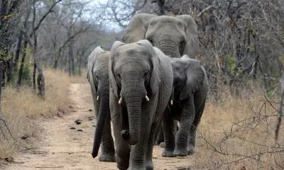 Safari dans la réserve privée de Makalali (Afrique du sud)