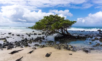 Île Isabela