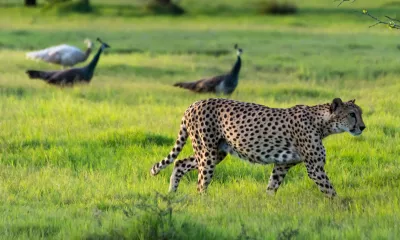 Île de Sir Bani Yas 