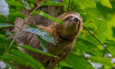 Quepos (Costa Rica)