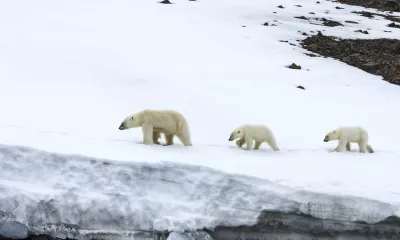 Banquise, Terre du Nord-Est
