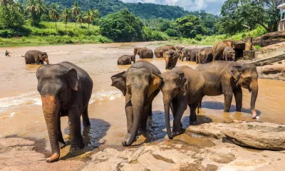 Kandy / Pinnawela / Peradeniya / Kandy