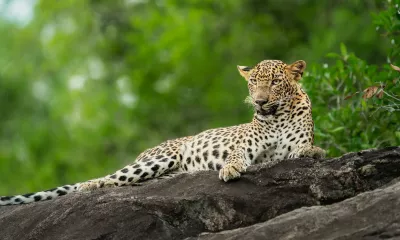 Nuwara Eliya / Ella / Wellawaya / Yala