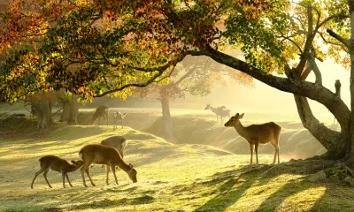 Kyoto / Nara / Kyoto