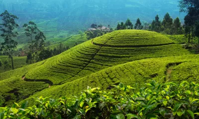 Kandy / Nuwara Eliya