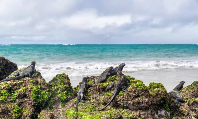 Îles Fernandina & Isabela