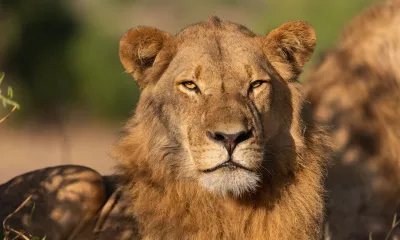Parc national de Chobe