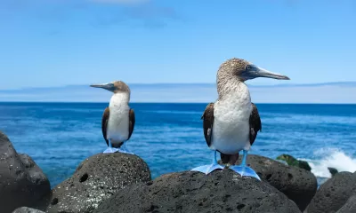 Îles Seymour & Santa Cruz