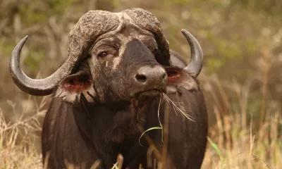 Lac Kariba - Parc national de Matusadona