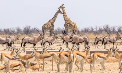 Parc national d’Etosha (Namibie)