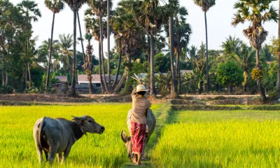 Ville de départ* - Siem Reap  (Cambodge)