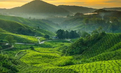Cameron Highlands, jardins de thé des hauts plateaux