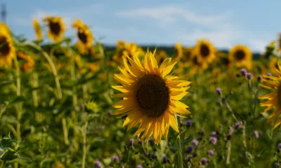 Oltenita / Ville de retour
