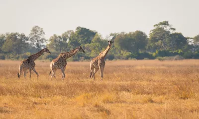 Parc national de Chobe