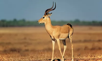 Lac Kariba - Parc national de Matusadona