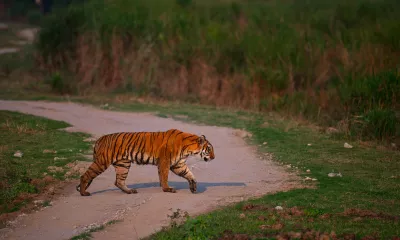 Kaziranga, rencontre avec la grande faune indienne
