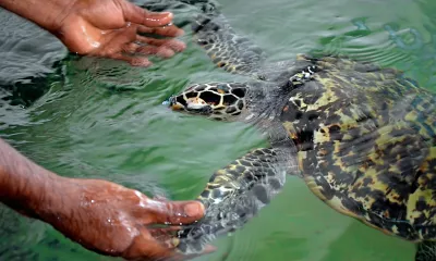 Rencontre avec les tortues marines