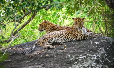 À la rencontre de la faune sauvage du Sri Lanka