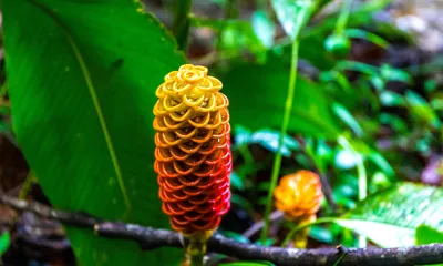 Golfito (Costa Rica)