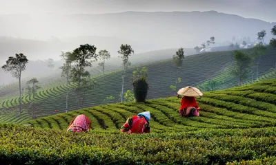 Élégance et traditions : l’Assam au fil du thé et de la soie