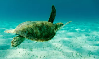 Tobago Cays (Grenadines)