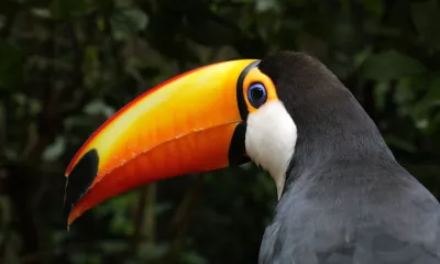 Iguaçu / Salvador de Bahia